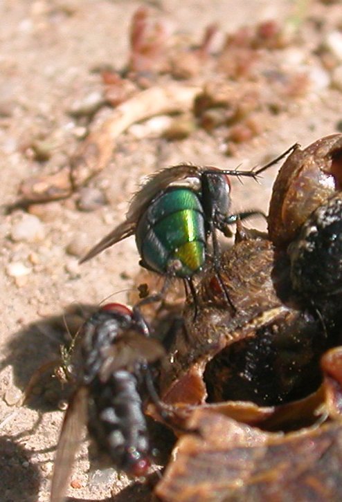 Sagra della chiocciola: Lucilia cf. sericata (Calliphoridae)